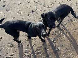 Lab Retriever puppies for sale in Ellon, Aberdeenshire | Image 3