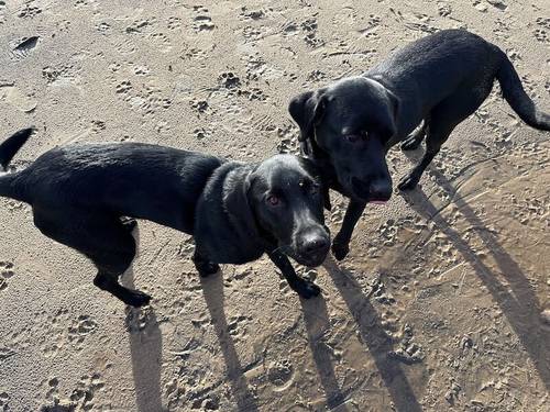 Lab Retriever puppies for sale in Ellon, Aberdeenshire - Image 3