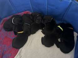 Lab Retriever puppies for sale in Ellon, Aberdeenshire | Image 4