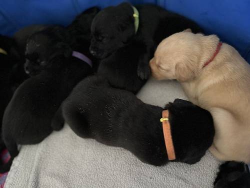 Lab Retriever puppies for sale in Ellon, Aberdeenshire - Image 6