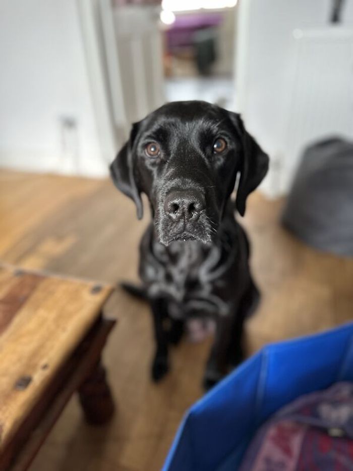 Labrador Retriever puppies for sale in Ellon, Aberdeenshire – KC registered, 1 year old - Image 7 of 8