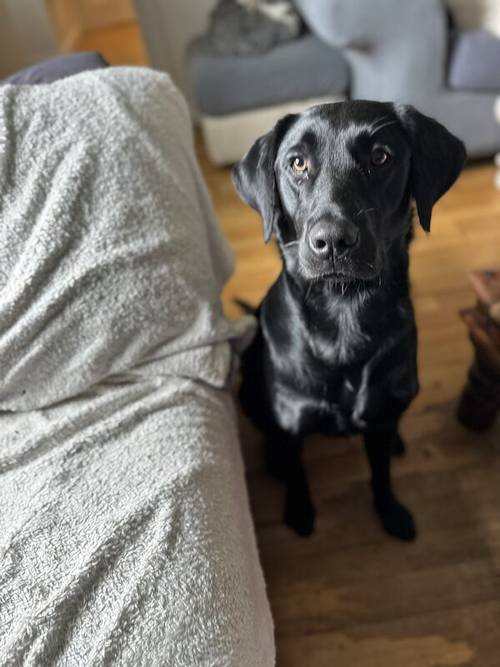 Lab Retriever puppies for sale in Ellon, Aberdeenshire - Image 8