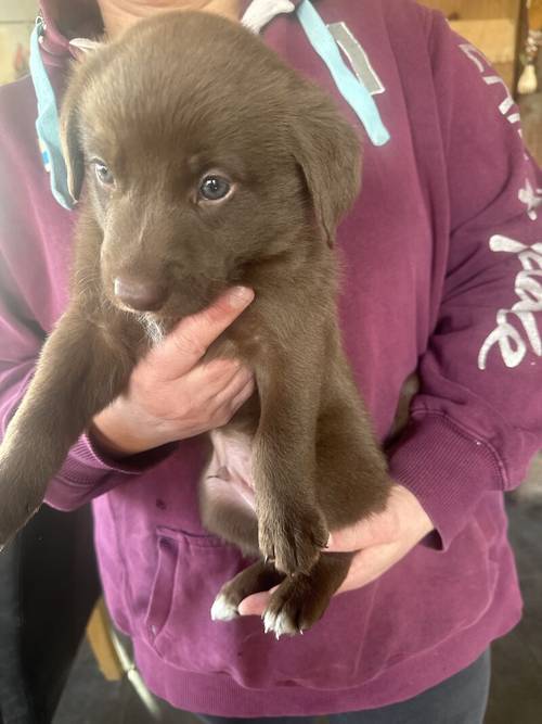 Lab X Collies for sale in Rogart, Highland - Image 2