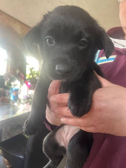 Lab X Collies for sale in Rogart, Highland - Image 4