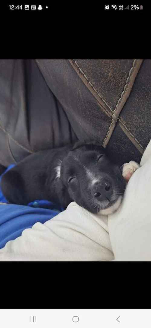 Lab x sprollie pups for sale in Bedworth, Warwickshire