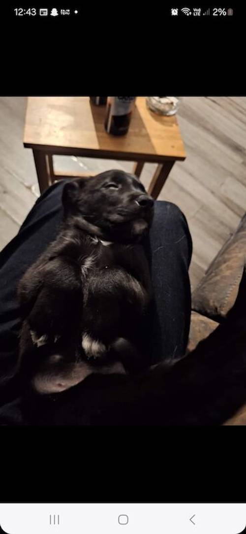 Lab x sprollie pups for sale in Bedworth, Warwickshire - Image 3