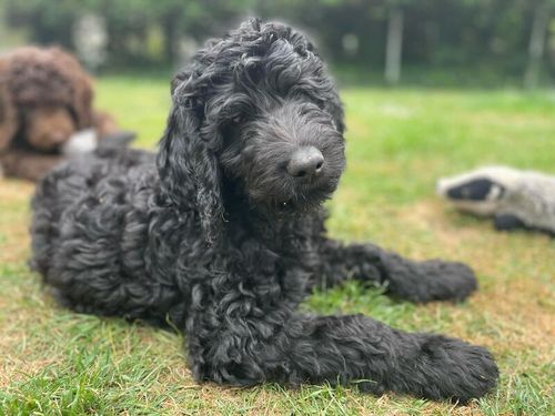 Labradoodle F4 black fleece wool coat, medium. for sale in Rayleigh, Essex