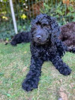 Labradoodle F4 black fleece wool coat, medium. for sale in Rayleigh, Essex | Image 2