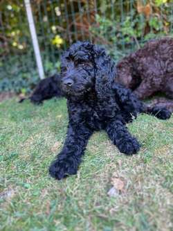 Labradoodle F4 black fleece wool coat, medium. for sale in Rayleigh, Essex | Image 3