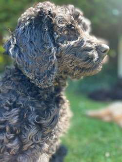 Labradoodle F4 black fleece wool coat, medium. for sale in Rayleigh, Essex | Image 4