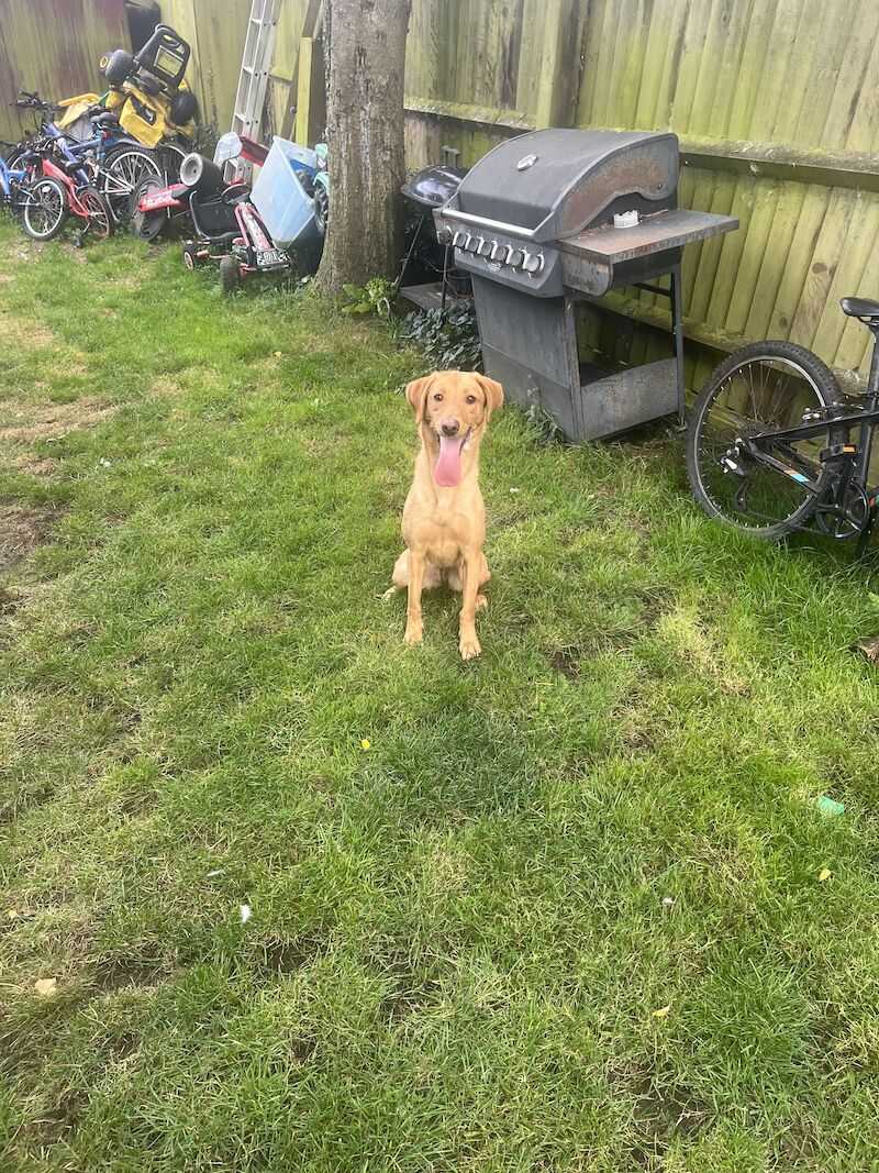 Labrador For Sale in Caddington, Bedfordshire