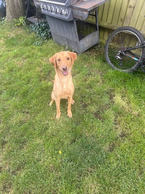 Labrador For Sale in Caddington, Bedfordshire