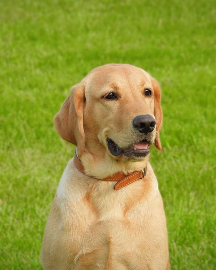 Labrador Retriever puppies for sale in Bedfordshire – 2 years old