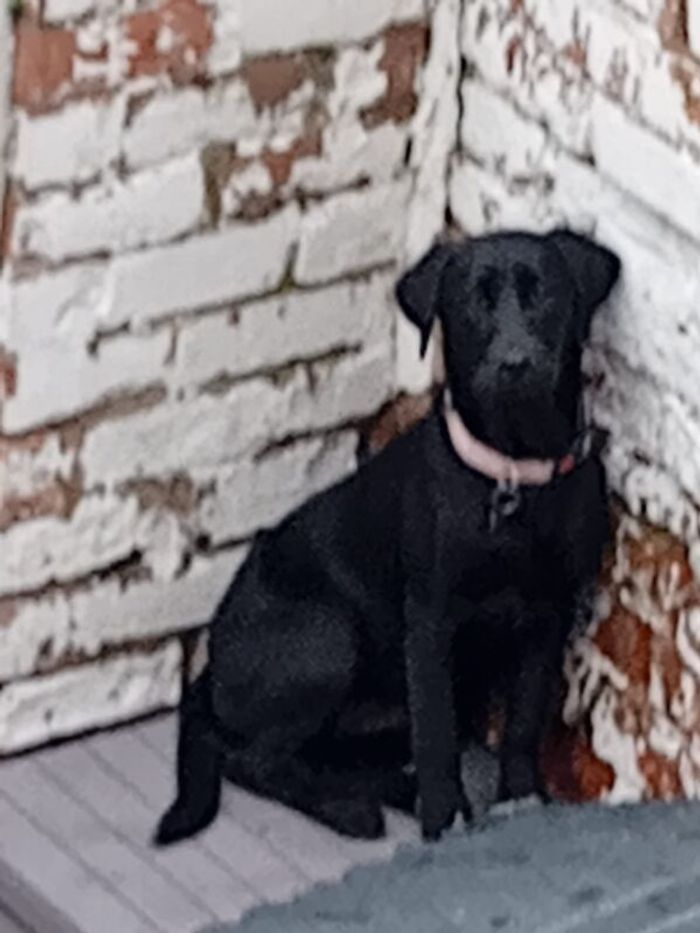 Labrador - Image 3 of 3
