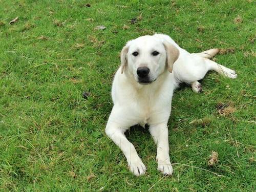 Labrador Bitch, 9 months old, KC Reg for sale in Westhoughton, Greater Manchester - Image 1