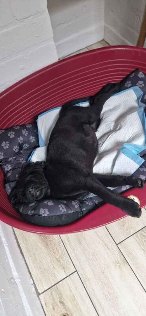 Labrador Black for sale in Coalville, Leicestershire