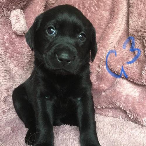 Labrador black and yellow ready to reserve for sale in Cheddar, Somerset - Image 5