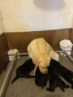 Labrador black bitch show type puppy for sale in Newton Abbot, Devon | Image 2