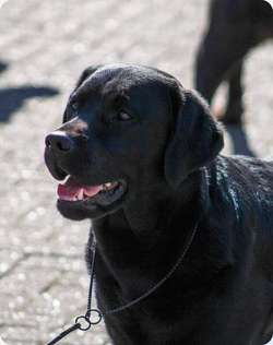 Labrador black bitch show type puppy for sale in Newton Abbot, Devon | Image 3