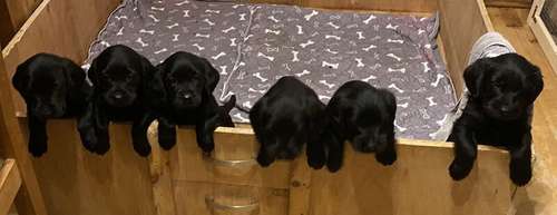 Labrador / Cockapoo puppies for sale in West Malling, Kent