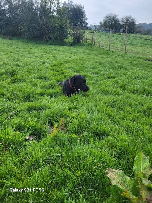 Kc family Labrador puppies ready 12th May 2024 for their new homes (2 puppies available) for sale in CW12 4BN - Image 4