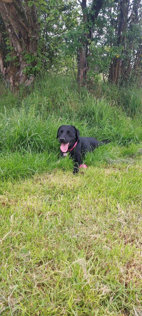 Kc family Labrador puppies ready 12th May 2024 for their new homes (2 puppies available) for sale in CW12 4BN - Image 5