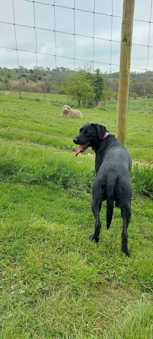 Kc family Labrador puppies ready 12th May 2024 for their new homes (2 puppies available) for sale in CW12 4BN - Image 2