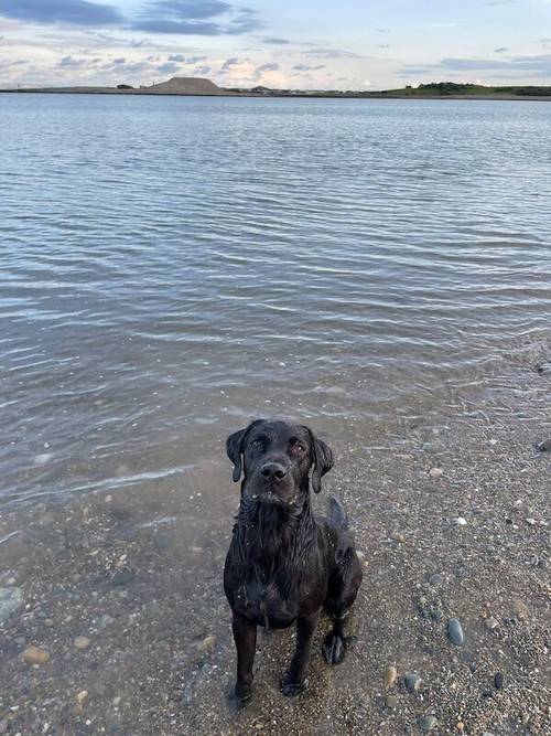 Kc family Labrador puppies ready 12th May 2024 for their new homes (2 puppies available) for sale in CW12 4BN - Image 10