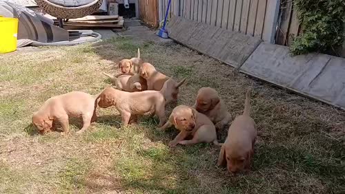 Labrador Fox Red Puppies for sale. for sale in Doncaster, South Yorkshire