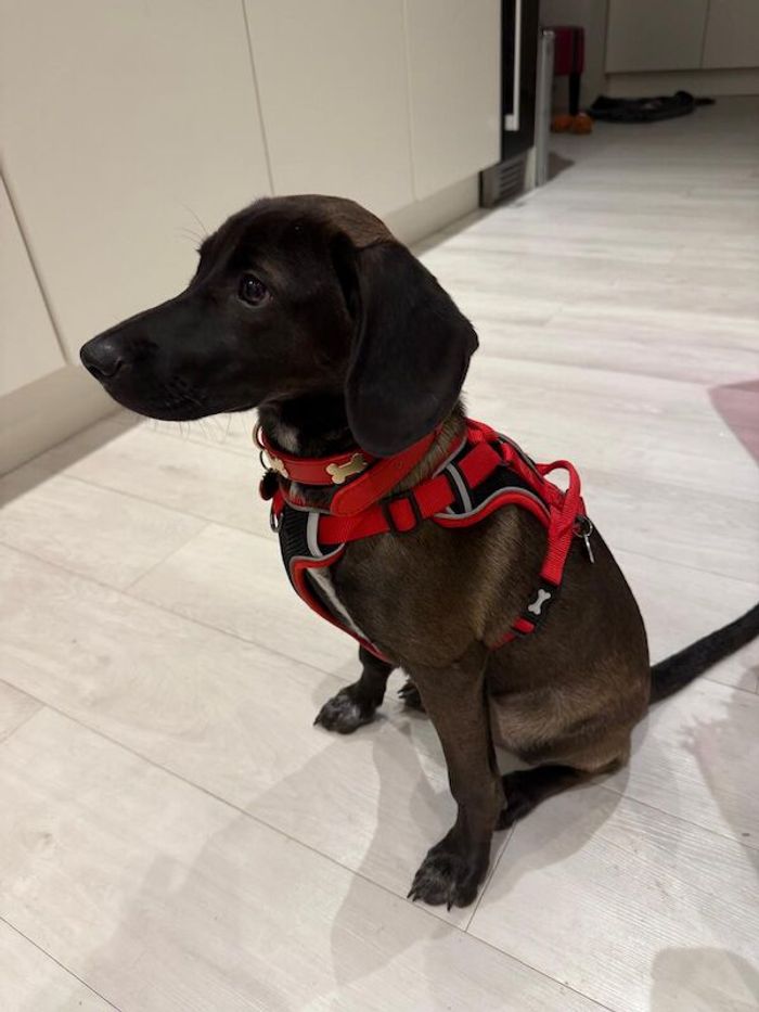 Labrador German pointer cross