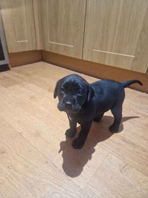 Labrador girl for sale in Hawick, Scottish Borders