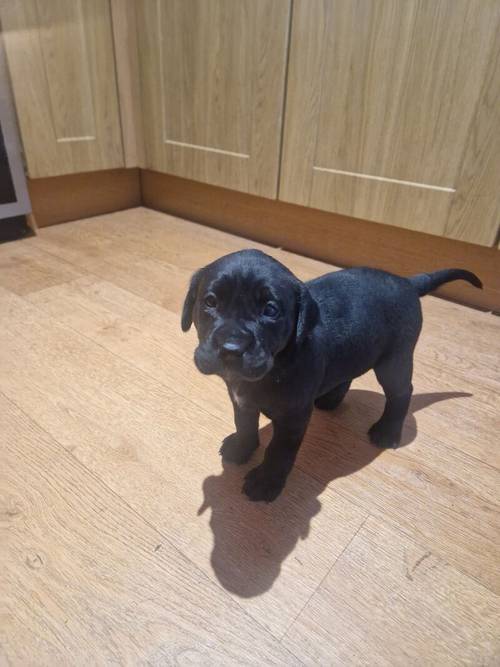 Labrador girl for sale in Hawick, Scottish Borders - Image 1