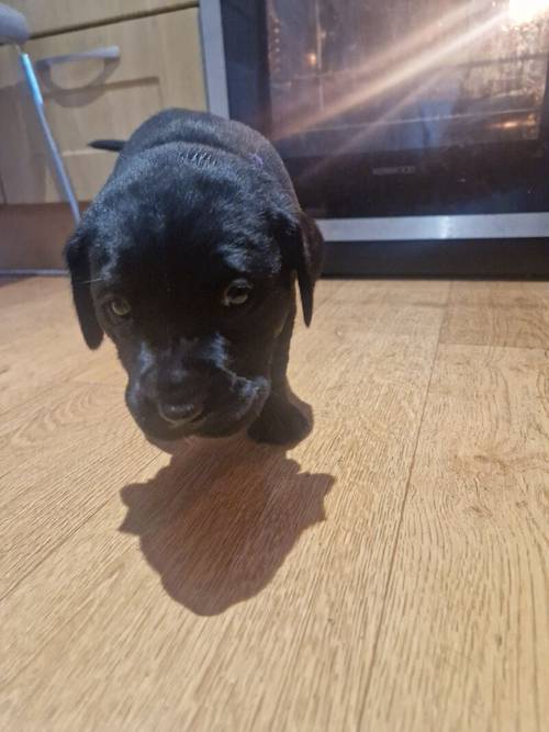 Labrador girl for sale in Hawick, Scottish Borders - Image 4