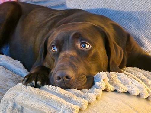 Labrador girl for sale in Hawick, Scottish Borders - Image 6