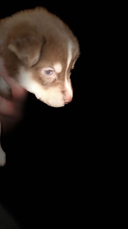Labrador husky sale price