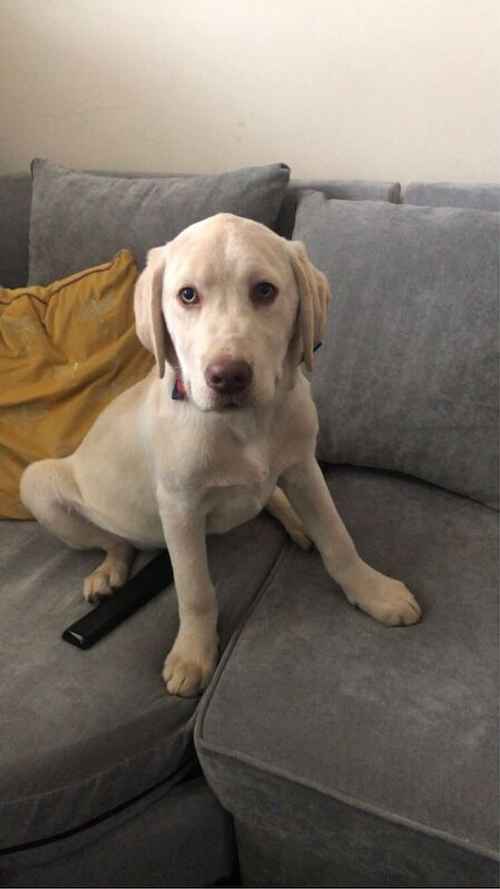 Labrador Male for sale in Grimsby, Lincolnshire