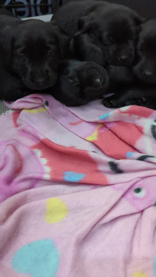 Labrador pedigree puppies for sale in Trowbridge, Wiltshire