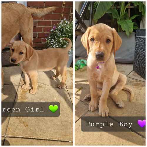 Labrador Puppies - 1 GIRL 1 BOY LEFT for sale in Doncaster, South Yorkshire 