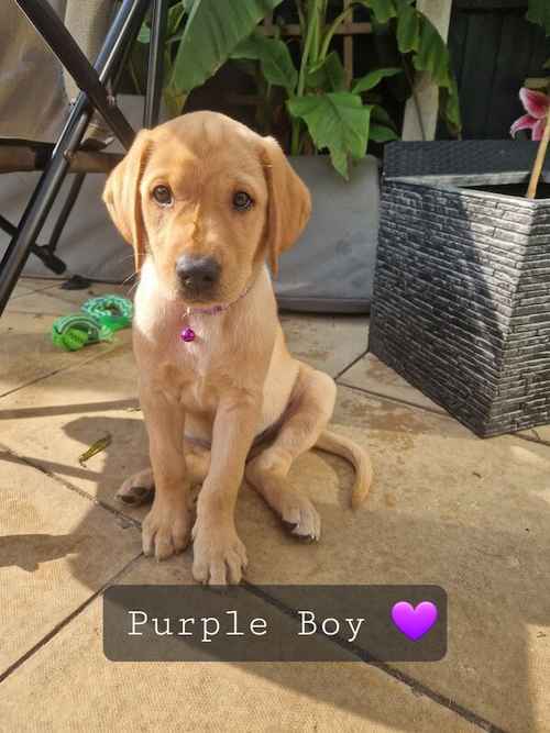 Labrador Puppies - 1 BOY LEFT for sale in Doncaster, South Yorkshire 