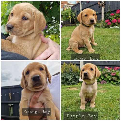 Labrador Puppies - 1 GIRL 3 BOYS LEFT for sale in Doncaster, South Yorkshire 