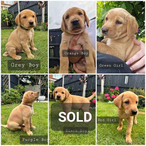 Labrador Puppies - 2 GIRLS 3 BOYS LEFT for sale in Doncaster, South Yorkshire 