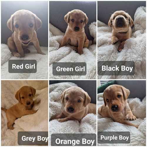Labrador Puppies - 2 GIRLS 4 BOYS LEFT for sale in Doncaster, South Yorkshire 