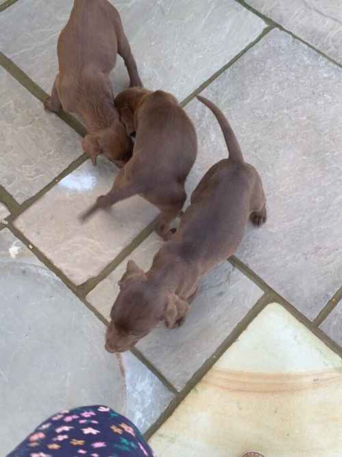 LABRADOR PUPPIES 3 LEFT ONLY for sale in Hp279rl 