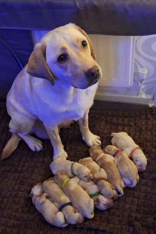 Labrador puppies 8 available to lovely homes for sale in Leicestershire
