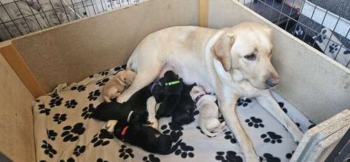 Labrador puppies for sale in Stanley, County Durham