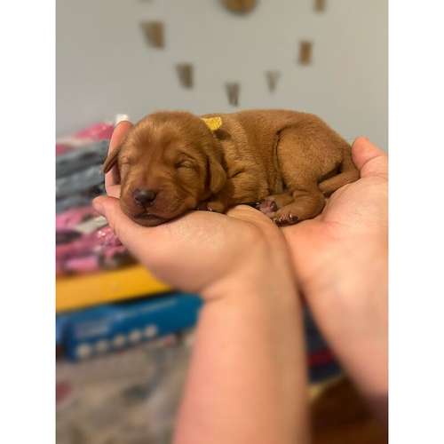 Labrador puppies for sale in Bristol