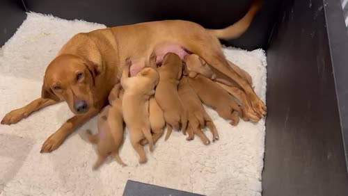 Labrador puppies