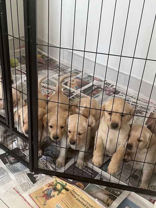 Labrador puppies for sale in Enniskillen, Fermanagh