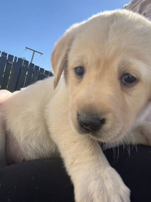 Labrador puppies for sale in Enniskillen, Fermanagh - Image 3