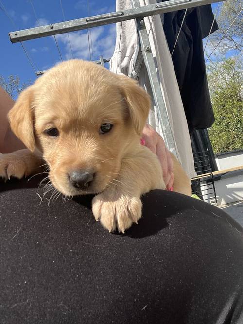 Labrador puppies for sale in Enniskillen, Fermanagh - Image 4